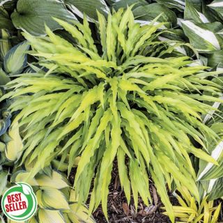 Curly Fries Hosta Thumbnail